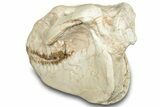 Fossil Oreodont (Merycoidodon) Skull - South Dakota #302866-9